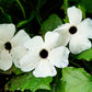 10 WHITE THUNBERGIA Alata VINE Black Eyed Susan Vine Flower Seeds