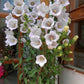 200 White CANTERBURY BELLS - CAMPANULA Medium Flower Seeds