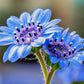 50 BLUE FELICIA DAISY 'The Blues' Heterophylla Kingfisher Flower Seeds
