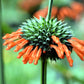 25 KLIP DAGGA (Lions Ear / Lions Tail / Wild Klip Dagga) Leonotis Nepetifolia Flower Seeds
