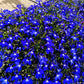 200 Electric Blue & White HALF MOON LOBELIA Erinus Flower Seeds
