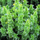 150 BELLS OF IRELAND ( Lady In The Bathtub / Shell Flower ) Moluccella Laevis Green Flower Seeds