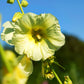 25 YELLOW HOLLYHOCK Alcea Rosea Flower Seeds Perennial