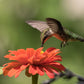 250 SALMON QUEEN ZINNIA Elegans California Giant Double Flower Seeds