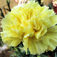 50 YELLOW CARNATION Dianthus Caryophyllus Grenadin Double Flower Seeds