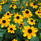 500 BROWN EYED SUSAN Rudbeckia Triloba Flower Seeds