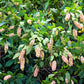 20 Pink SUMMERSWEET BUSH Clethra Alnifolia Rosea Fragrant Flower Shrub Seeds