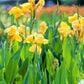 5 YELLOW CANNA LILY Indian Shot Canna Indica Flower Seeds