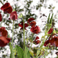 10 BLACK Knight SWEET PEA Lathyrus Odoratus Fragrant Flower Vine Seeds