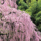 10 WEEPING HIGAN CHERRY Tree Japanese Prunus Subhirtella Pendula Pink Flower Seeds