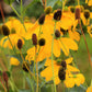 100 YELLOW CONEFLOWER Ratibida Pinnata Flower Seeds