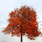10 CHINESE FLAME TREE Koelreuteria Bipinnata Lantern Rain Yellow Pink Flower Seeds