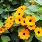 30 BLACK Eyed SUSAN VINE Thunbergia Alata Orange Yellow Black Flower Seeds