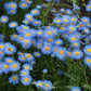 500 BLUE FLEABANE DAISY (Dainty Daisy / Aspen Fleabane / Oregon Fleabane) Erigeron Speciosus Flower Seeds