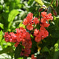 500 MIXED ELEGANT CLARKIA Mountain Garland Elegans Pink Purple Red Mix Flower Seeds