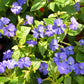 50 BROWALLIA Americana Amethyst Flower Bush Violet Blue Purple Flower Seeds