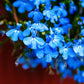 200 SKY BLUE LOBELIA Regatta Lobelia Erinus Flower Seeds