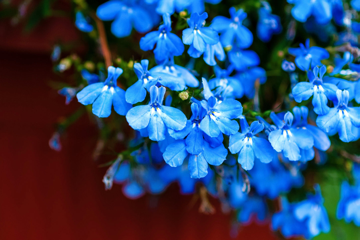 200 SKY BLUE LOBELIA Regatta Lobelia Erinus Flower Seeds