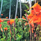 5 ORANGE CANNA LILY Indian Shot Arrowroot Canna Indica Flower Seeds