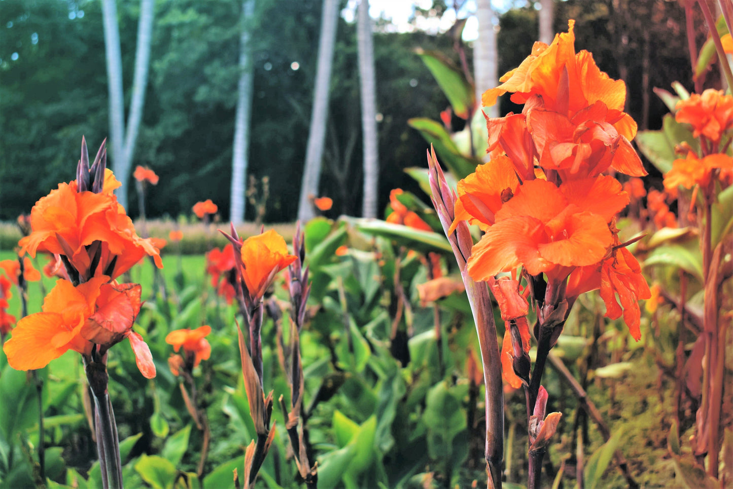 5 ORANGE CANNA LILY Indian Shot Arrowroot Canna Indica Flower Seeds