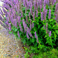 100 ORGANIC Superior LICORICE MINT Agastache Rugosa Korean Tea Herb Purple Flower Seeds