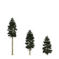 20 DOUGLAS FIR Tree Abies Pseudotsuga Menziesii Christmas Tree Blue Douglas Pine Spruce Native Evergreen Seeds