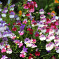 50 CARNIVAL MIX NEMESIA Strumosa Mixed Colors Flower Seeds