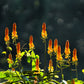 35 CANDLE BUSH Cassia Alata Senna Emperor's Candletree Empress Candlebush Candelabra Golden Ringworm Shrub Yellow Orange Flower Seeds