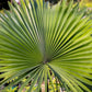 5 GREEN SAW PALMETTO Serenoa Repens American Dwarf Palm Tree Shrub Edible Fruit Sun or Shade Seeds