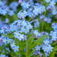 500 Blue FORGET ME NOT Myosotis Sylvatica Shade or Sun Perennial Flower Seeds