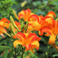 10 MIXED COLORS DAYLILY Hemerocallis Day Lily Fine Mix Red Purple Flower Seeds