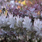 10 PURPLE ACACIA Baileyana Purpurea Fernleaf Mimosa Cootamundra Wattle Tree Yellow Flower Seeds