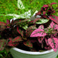 10 Dwarf Mixed Colors POLKA DOT PLANT Red Pink White Rose Splash Select Hypoestes Phyllostachya Flower Houseplant Seeds