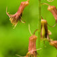 100 PIGGYBACK Plant YOUTH On AGE Tolmiea Thousand Mothers Menziesii Flower Seeds