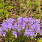 50 ALPINE PENSTEMON Davidsonii Davidson's Beardtongue Purple Flower Seeds