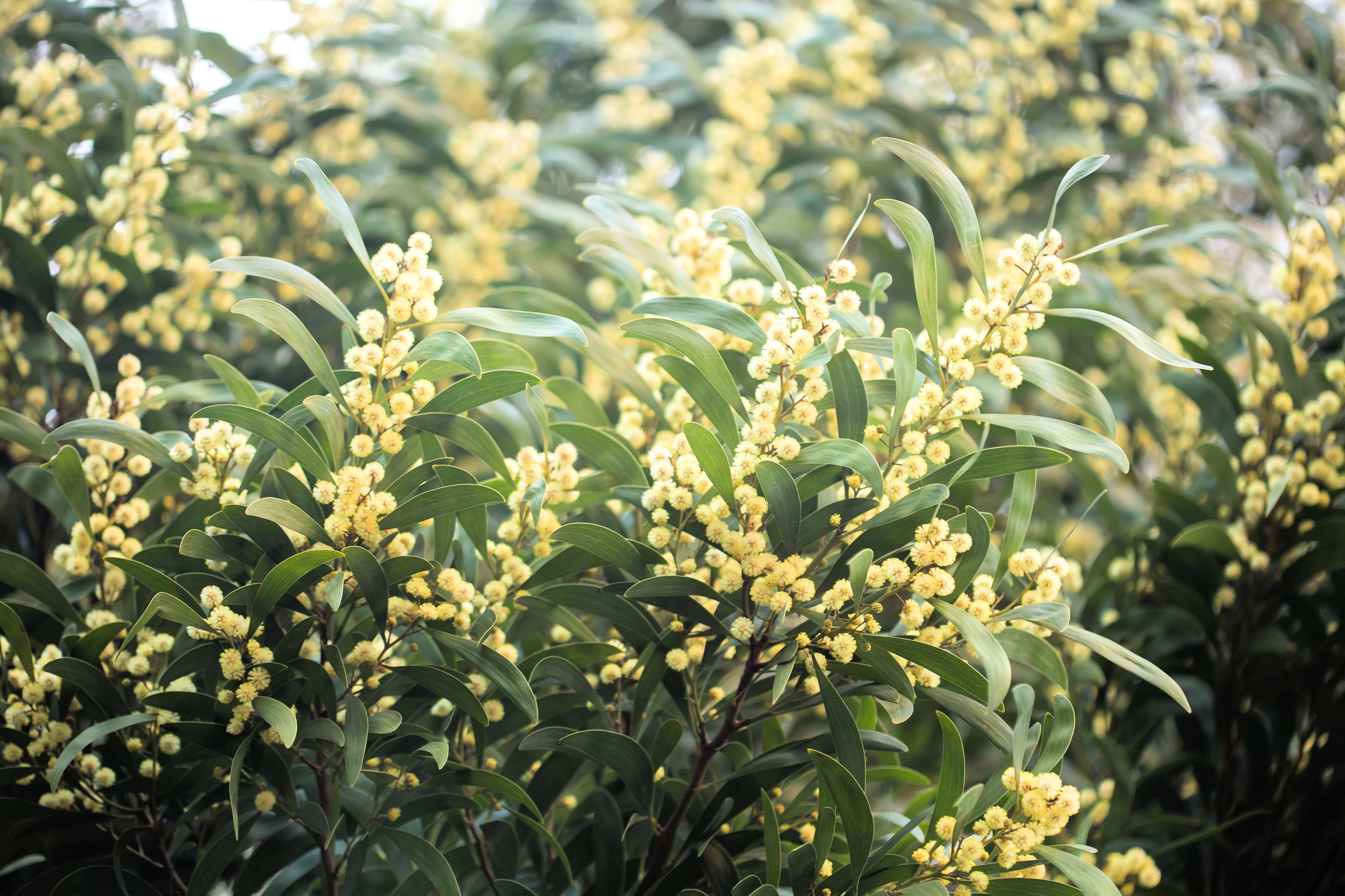 ぷぷ　603030アカシア 20 AUSTRALIAN BLACKWOOD TREE Black Acacia Melanoxylon Wattle