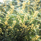 20 AUSTRALIAN BLACKWOOD TREE Black Acacia Melanoxylon Wattle Yellow Flower Seeds
