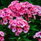 100 BRILLIANT PHLOX Drummondii Two Tone Pink Flower Seeds