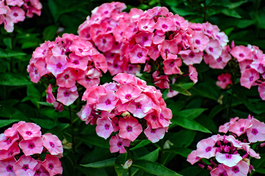 100 BRILLIANT PHLOX Drummondii Two Tone Pink Flower Seeds