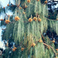 30 Mexican WEEPING PINE TREE Evergreen Pinus Patula Seeds