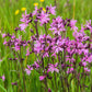 100 RAGGED ROBIN Pink Purplish Lychnis Flos Cuculi Flower Seeds