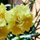 50 YELLOW CARNATION Dianthus Caryophyllus Grenadin Double Flower Seeds