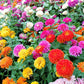500 Mixed Colors CALIFORNIA GIANT ZINNIA Elegans Flower Seeds