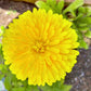 500 PACIFIC Beauty YELLOW MARIGOLD Calendula Officinalis Flower Seeds