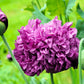 250 Organic PEONY POPPY MIX Papaver Paeoniflorum Mixed Colors Red, White, Pink, Black, Purple, Salmon, Bronze, Lilac, & Bicolor Flower Seeds