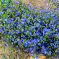 100 BLUE & SCARLET PIMPERNEL Anagallis Monellii Anagallis Arvensis Flower Seeds