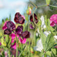 20 Royal MAROON SWEET PEA Lathyrus Odoratus Vine Dark Red Fragrant Flower Seeds