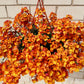 50 ORANGE PRINCE NEMESIA Strumosa Flower Seeds