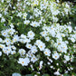 350 PURITY WHITE COSMOS Cosmos Bipinnatus Flower Seeds