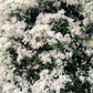 20 SWEET AUTUMN CLEMATIS Paniculata Fragrant White Flower Vine Seeds